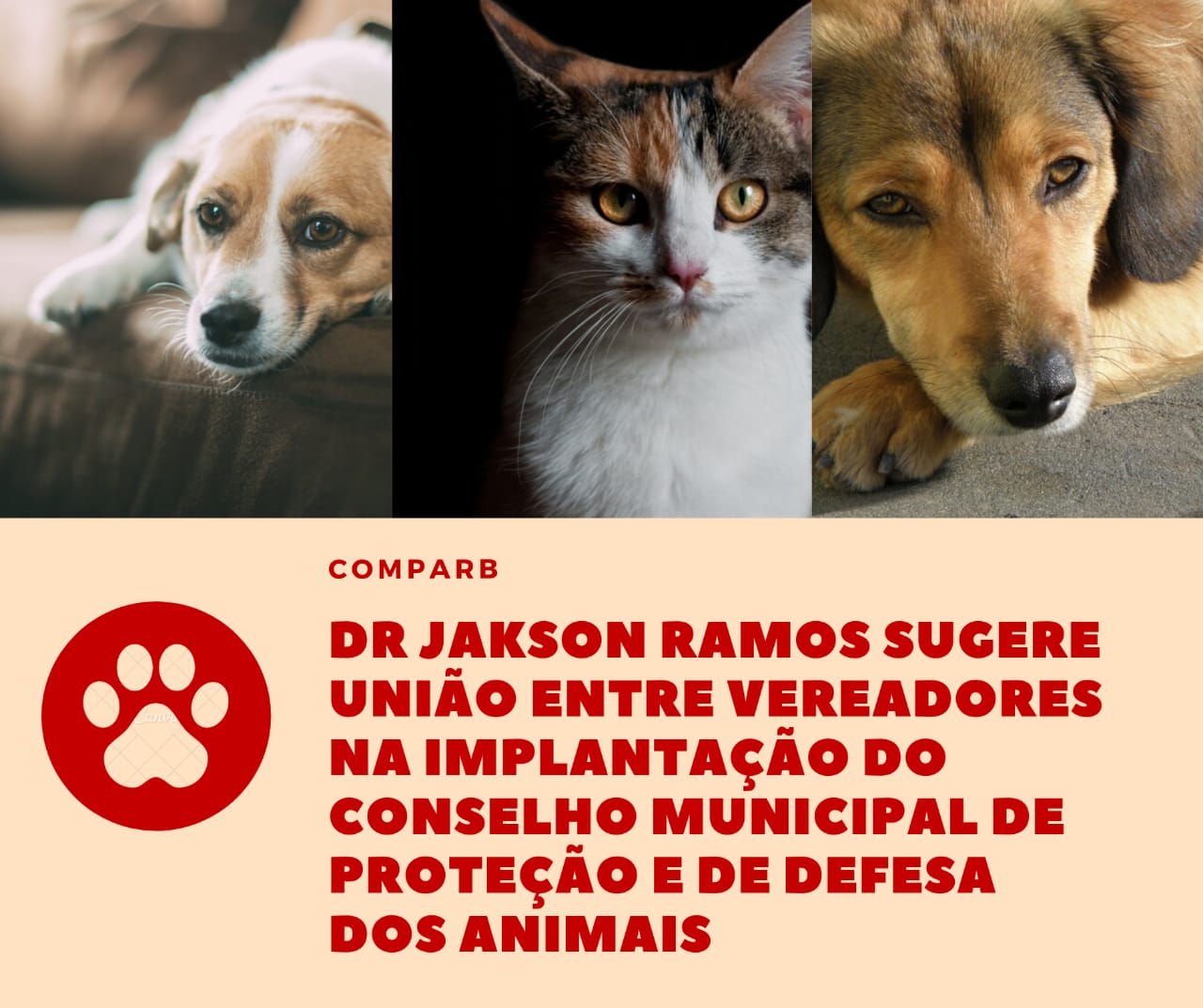 Dr Jakson Ramos sugere união entre vereadores na implantação do Conselho Municipal de Proteção e de Defesa dos Animais 