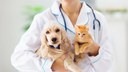 Emenda aprovada na Câmara pede a implantação de clínica veterinária pública na Capital Emenda aprovada na Câmara pede a implantação de clínica veterinária pública na Capital